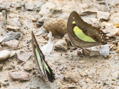 Common Nawab / Polyura athamas