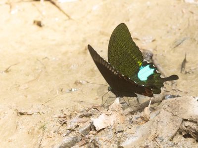 Paris Peacock / Papilio paris