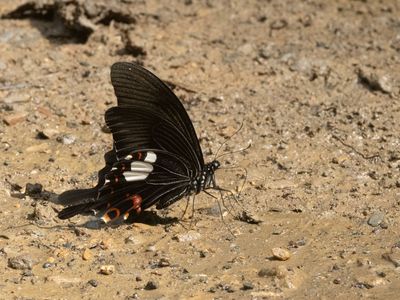 Red Helen / Papilio helenus