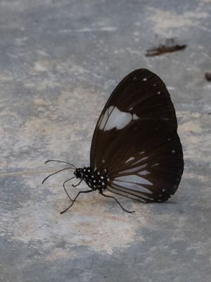 Magpie Crow / Euploea radamanthus