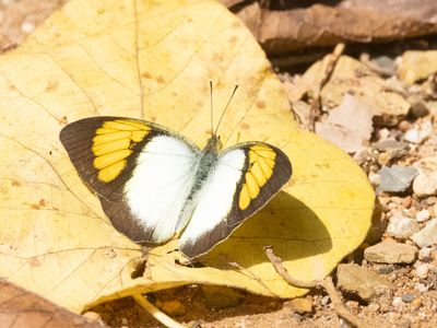 Yellow Orange Tip / Ixias pyrene