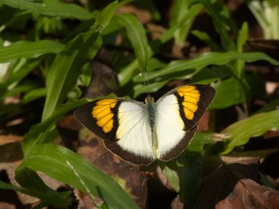 Yellow Orange Tip / Ixias pyrene