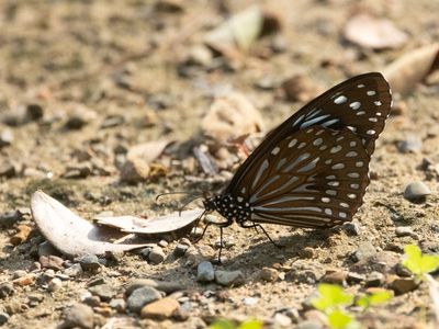 Dark Blue Tiger / Tirumala septentrionis