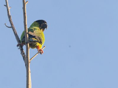 Nanday Parakeet / Nandayparkiet / Aratinga nenday