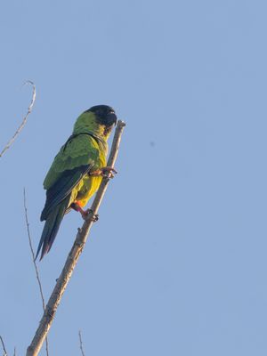 Nanday Parakeet / Nandayparkiet / Aratinga nenday