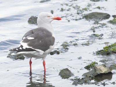Dolphin Gull / Dolfijnmeeuw / Leucophaeus scoresbii
