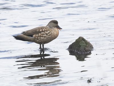 Crested Duck / Andeseend / Lophonetta specularioides