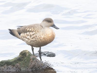 Crested Duck / Andeseend / Lophonetta specularioides