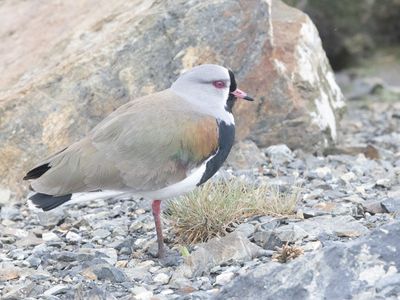 Southern Lapwing / Chileens kievit / Vanellus chilensis