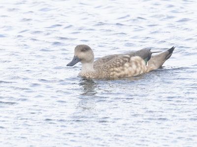 Crested Duck / Andeseend / Lophonetta specularioides