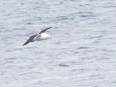 Kelp Gull / Kelpmeeuw / Larus dominicanus