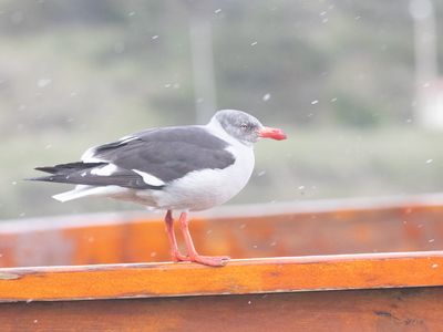 Dolphin Gull / Dolfijnmeeuw / Leucophaeus scoresbii