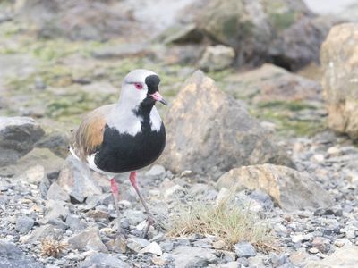 Southern Lapwing / Chileens kievit / Vanellus chilensis