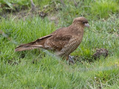 Chimango Caracara / Chimango / Milvago chimango