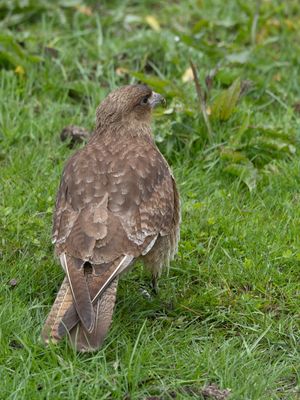 Chimango Caracara / Chimango / Milvago chimango