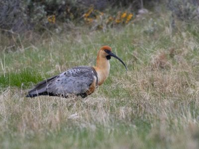 Black-faced Ibis / Zwartmaskeribis / Theristicus melanopis