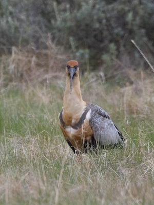 Black-faced Ibis / Zwartmaskeribis / Theristicus melanopis