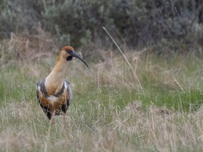 Black-faced Ibis / Zwartmaskeribis / Theristicus melanopis