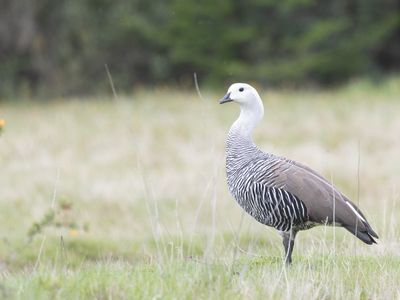 Upland Goose / Magelhaengans / Chloephaga picta