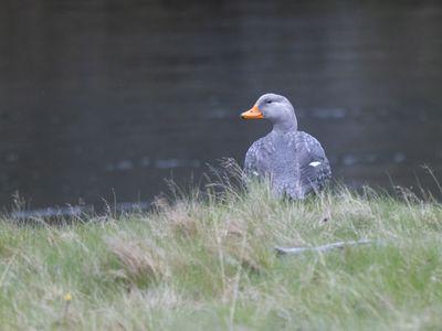 Fuegian Steamer Duck / Reuzenbooteend / Tachyeres pteneres