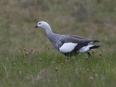 Upland Goose / Magelhaengans / Chloephaga picta