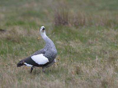 Upland Goose / Magelhaengans / Chloephaga picta