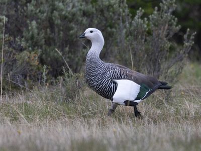 Upland Goose / Magelhaengans / Chloephaga picta