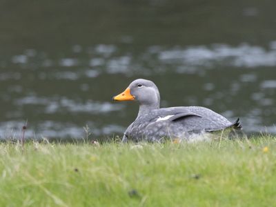 Fuegian Steamer Duck / Reuzenbooteend / Tachyeres pteneres