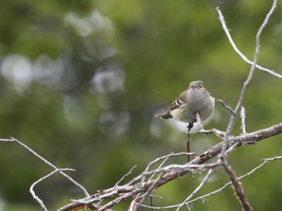 White-crested Elaenia / Witkuifelenia / Elaenia albiceps