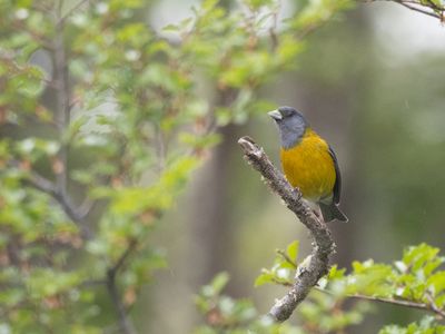 Patagonian Sierra Finch / Patagonische Sierragors / Phrygilus patagonicus