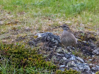 Buff-winged Cinclodes / Bandvleugelwipstaart / Cinclodes fuscus
