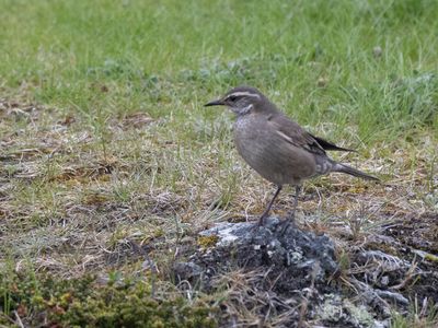 Buff-winged Cinclodes / Bandvleugelwipstaart / Cinclodes fuscus