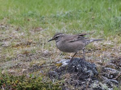 Buff-winged Cinclodes / Bandvleugelwipstaart / Cinclodes fuscus