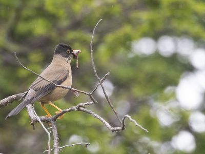 Austral Trush / Magelhaenlijster / Turdus falcklandii