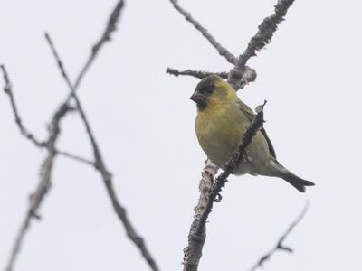 Black-chinned Siskin / Zwartkinsijs / Spinus barbatus