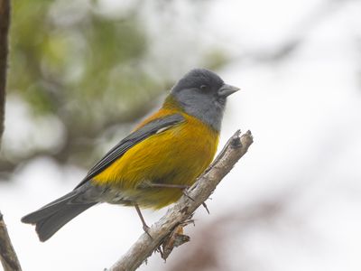 Patagonian Sierra Finch / Patagonische Sierragors / Phrygilus patagonicus