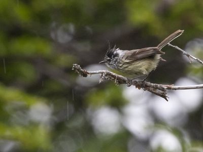 Tufted Tit-Tyrant / Pluimmeestiran / Anairetes parulus