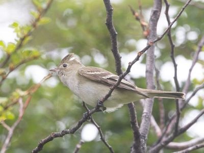 White-crested Elaenia / Witkuifelenia / Elaenia albiceps