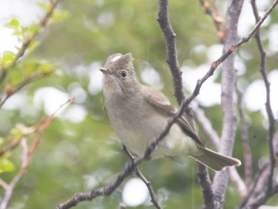 White-crested Elaenia / Witkuifelenia / Elaenia albiceps