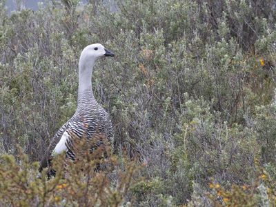 Upland Goose / Magelhaengans / Chloephaga picta