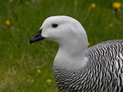 Upland Goose / Magelhaengans / Chloephaga picta