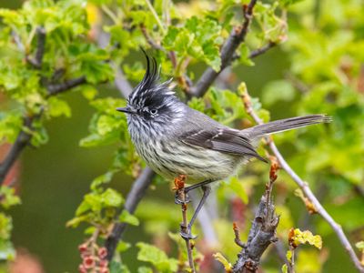 Tufted Tit-Tyrant / Pluimmeestiran / Anairetes parulus