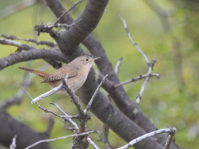 Southern House Wren / Huiswinterkoning / Troglodytes musculus