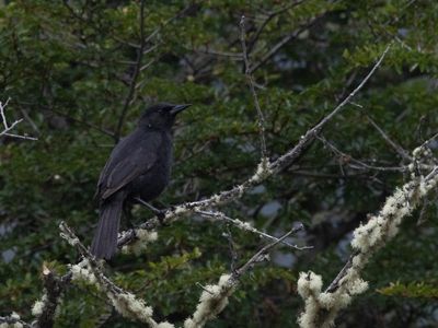 Austral Blackbird / Stekelkoptroepiaal / Curaeus curaeus