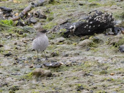 Dark-faced Ground Tyrant / Maskergrondtiran / Muscisaxicola maclovianus