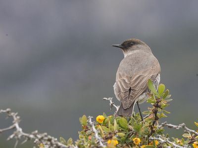 Dark-faced Ground Tyrant / Maskergrondtiran / Muscisaxicola maclovianus