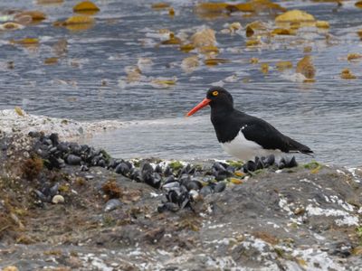 Magellanic Oystercatcher / Magelhaenscholekster / Haematopus leucopodus