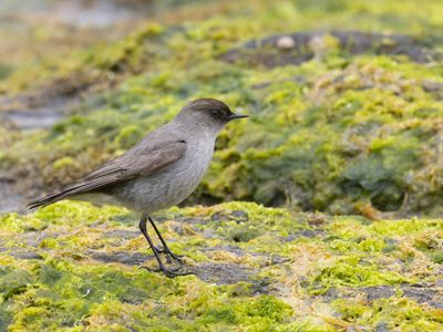 Dark-faced Ground Tyrant / Maskergrondtiran / Muscisaxicola maclovianus