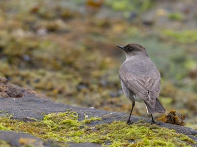 Dark-faced Ground Tyrant / Maskergrondtiran / Muscisaxicola maclovianus