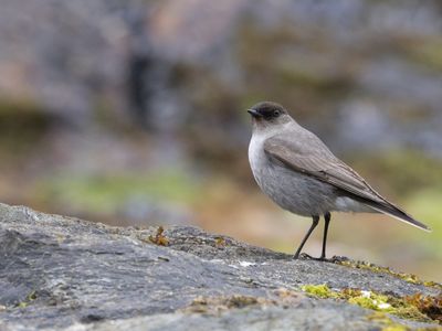 Dark-faced Ground Tyrant / Maskergrondtiran / Muscisaxicola maclovianus